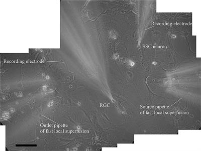 Protein kinase C mediates hypoxia-induced long-term potentiation of NMDA neurotransmission in the visual retinocollicular pathway